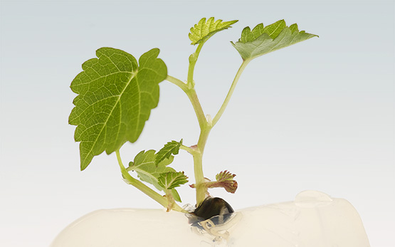 Bioscience et Agriculture / Viticulture