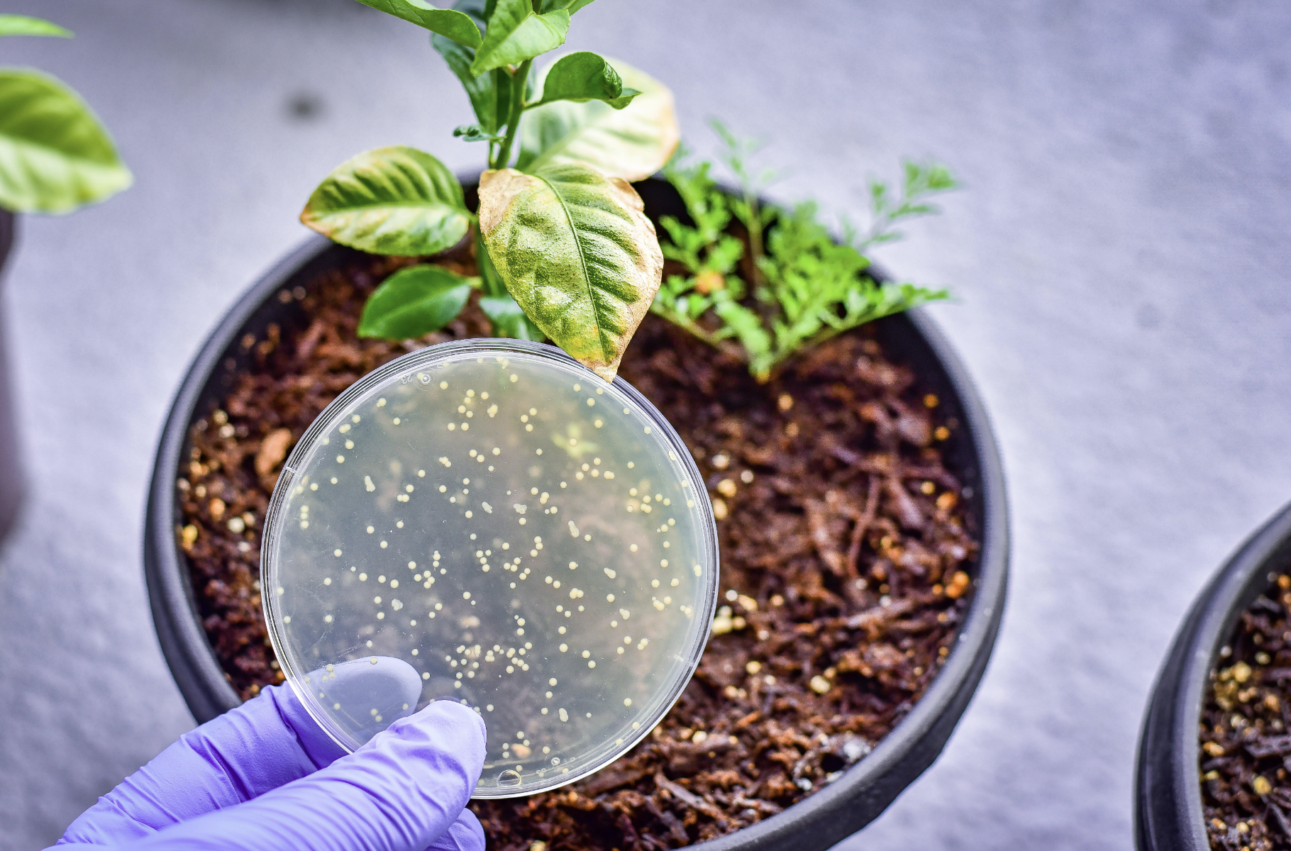 Rejoignez la Révolution Verte avec STARFISH Bioscience