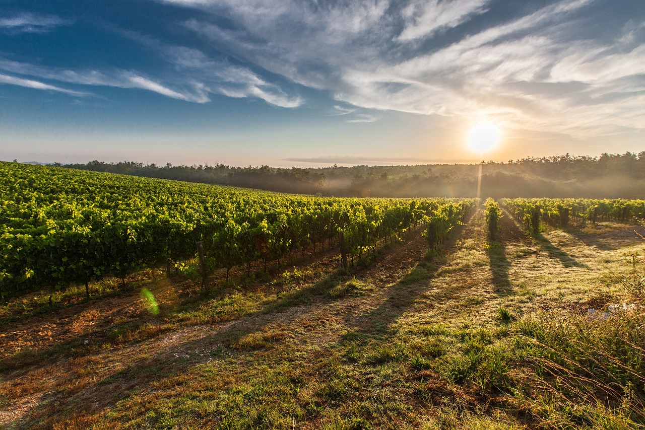 L'avenir de l'agriculture : l'analyse des sols par la biotechnologie
